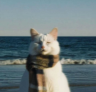 Sailinber